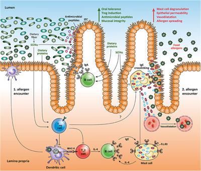 Exploring the Molecular Mechanisms Underlying the Protective Effects of Microbial SCFAs on Intestinal Tolerance and Food Allergy